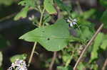 Common blue wood aster